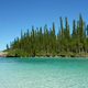 Araucaria Columnaris, en su isla natal de Nueva Caledonia: Foto: Wikipedia